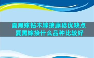 夏黑嫁钻木嫁接藤稔优缺点 夏黑嫁接什么品种比较好